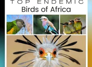 Birds of Africa Birds of Africa