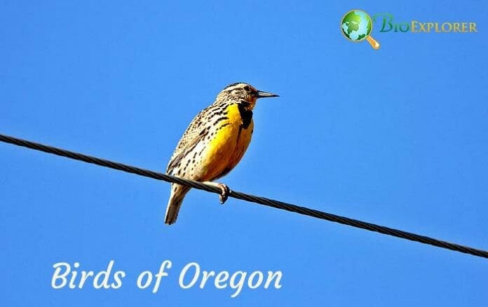Birds of Oregon Birds of Oregon