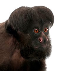 Black Bearded Saki Black Bearded Saki