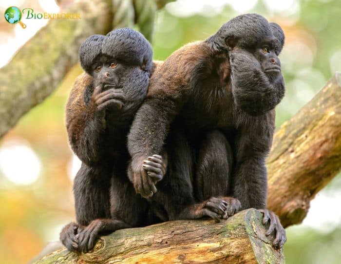 Black Bearded Saki Black Bearded Saki