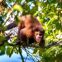 Black capuchin Black capuchin