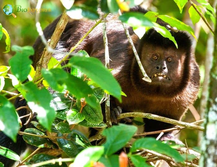 Black Capuchin Black Capuchin