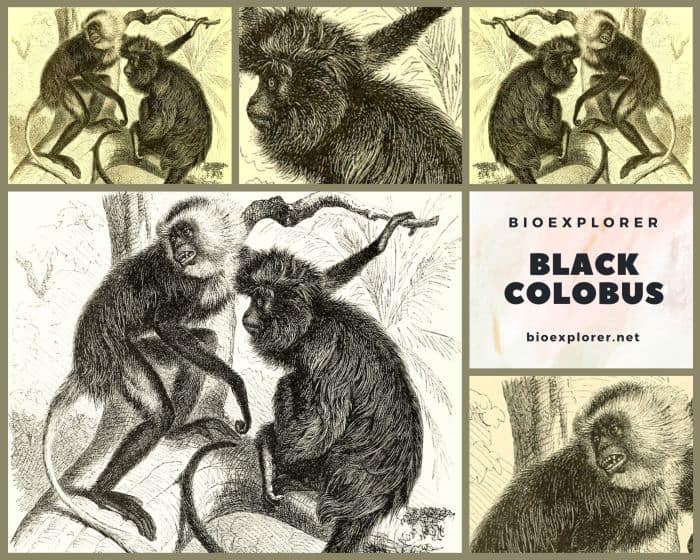 Black Colobus Black Colobus