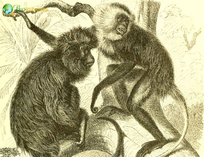 Black Colobus Black Colobus