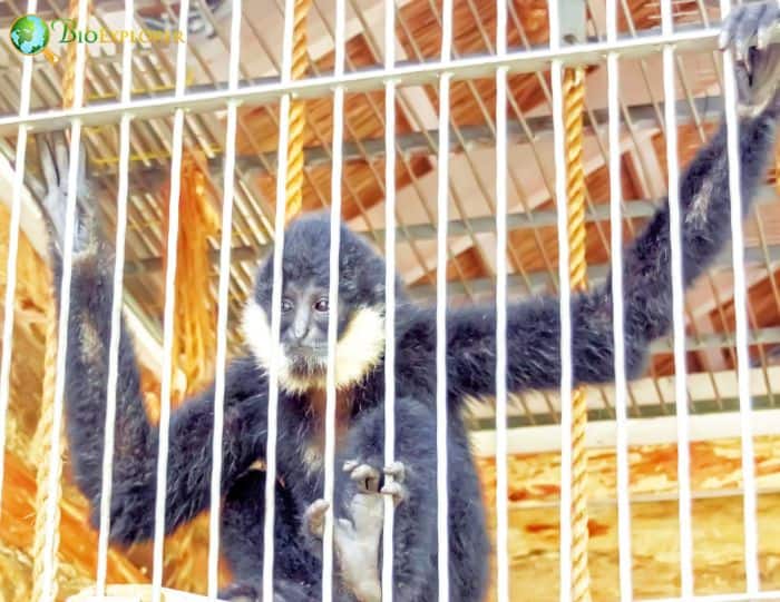 Black Crested Gibbon Black Crested Gibbon