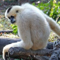 Black-Crested Gibbon Black-Crested Gibbon