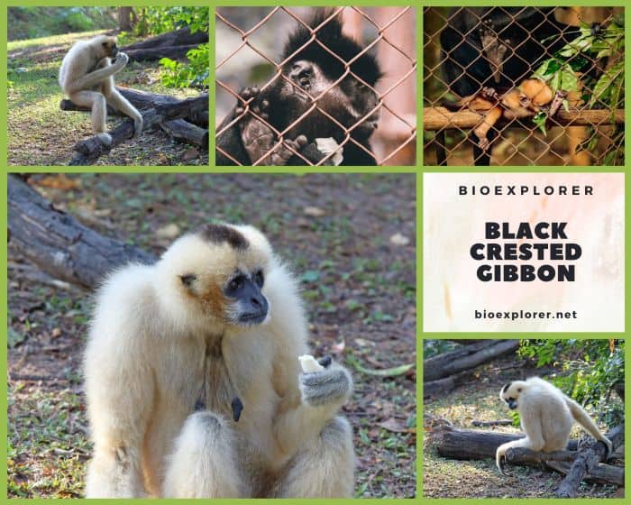 Black Crested Gibbon