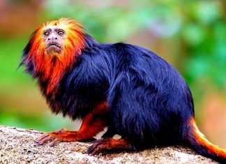 Golden-headed Lion Tamarin