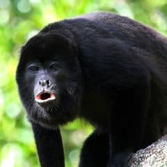 Black Howler Black Howler
