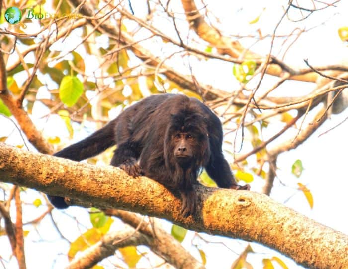 Black Howler Monkey Black Howler Monkey