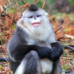 Black-and-white snub-nosed monkey Black-and-white snub-nosed monkey