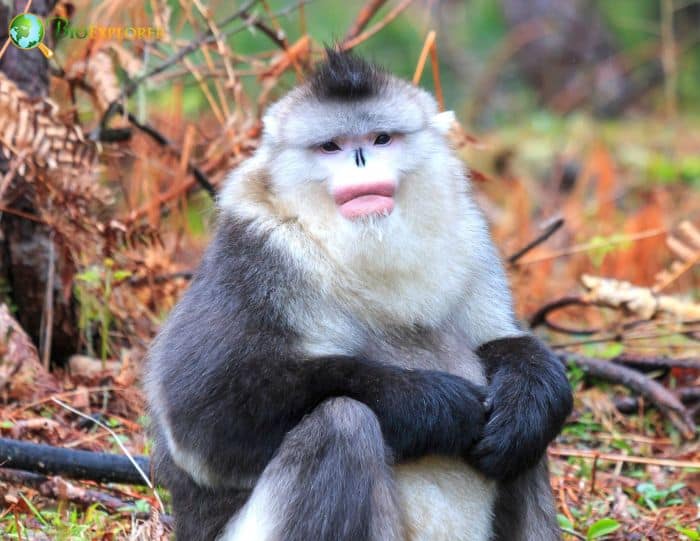 Black Snub-Nosed Monkey Black Snub-Nosed Monkey
