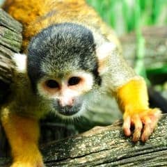 Black Squirrel Monkey