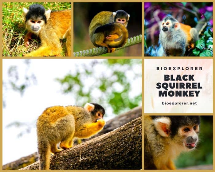 Black Squirrel Monkey