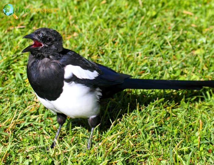 Black Billed Magpie Black Billed Magpie