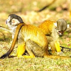 Black-capped Squirrel Monkey Black-capped Squirrel Monkey