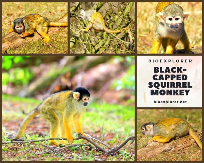 Phyto-indicators of squirrel monkey (jkijki)