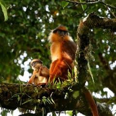 Black-crested Sumatran Langur Black-crested Sumatran Langur