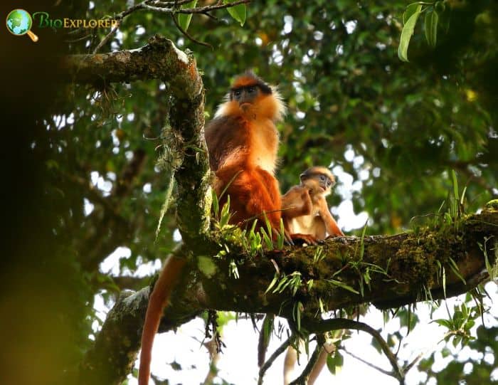 Black Crested Sumatran Langur Black Crested Sumatran Langur