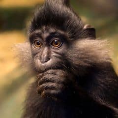 Black Crested Mangabey Black Crested Mangabey
