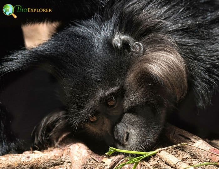 Black Crested Mangabey Black Crested Mangabey