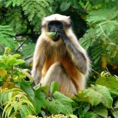 Black-footed Gray Langur Black-footed Gray Langur