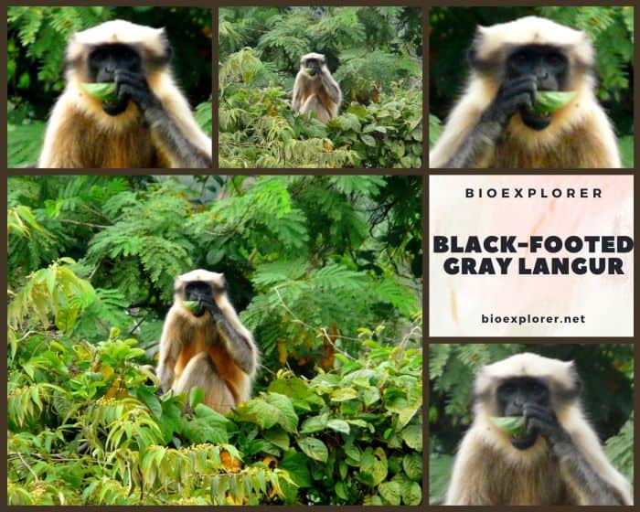 Black-footed Gray Langur Black-footed Gray Langur
