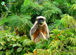 Profile of a wild monkey in the jungle. Primate Macaco Prego (nail