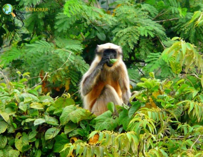 Black-footed Gray Langur Black-footed Gray Langur