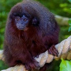 Black Lion Tamarin Black Lion Tamarin