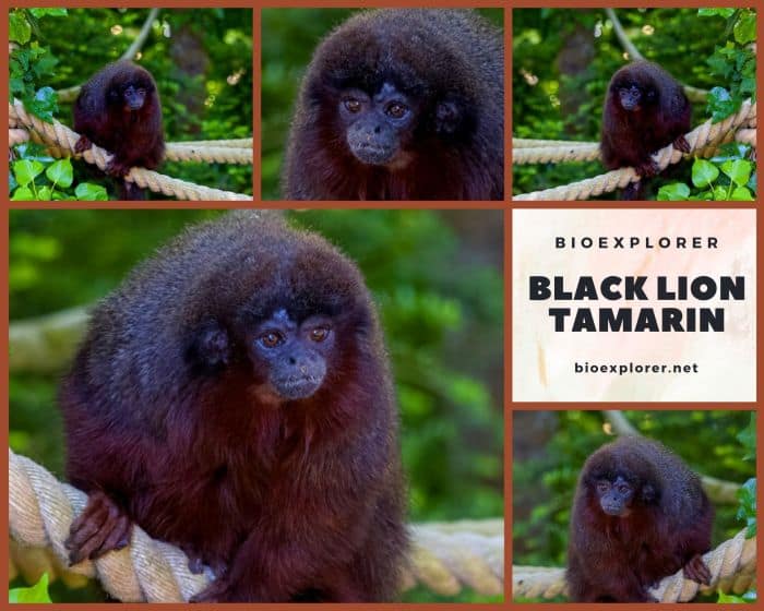 Black Lion Tamarin Characteristics | Leontopithecus Chrysopygus Diet/Facts Black Lion Tamarin Characteristics | Leontopithecus Chrysopygus Diet/Facts