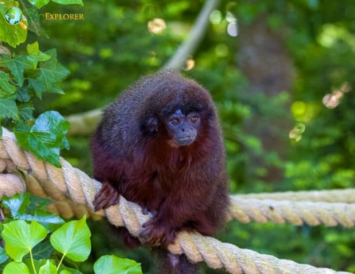 Black Lion Tamarin Black Lion Tamarin