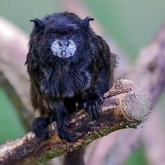Black-mantled Tamarin Black-mantled Tamarin