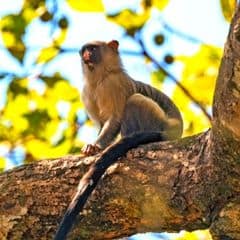 Black-tailed Marmoset Black-tailed Marmoset