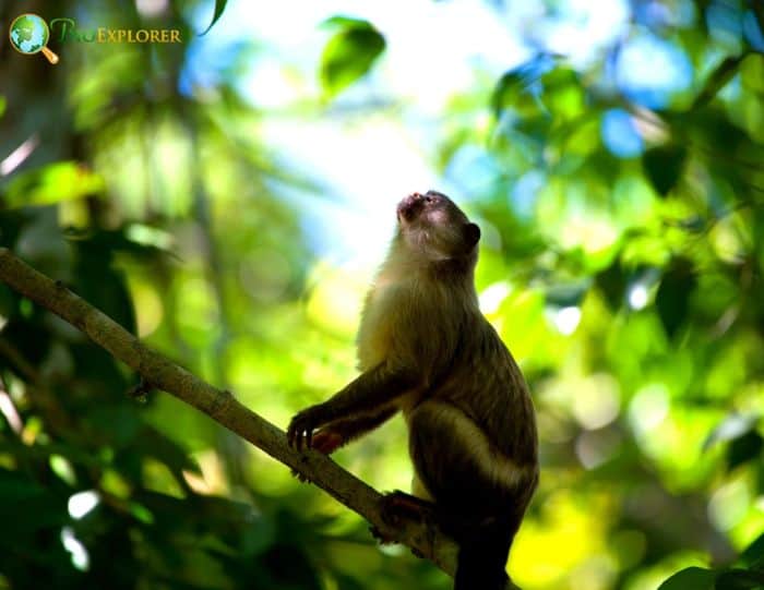Black Tailed Marmoset Black Tailed Marmoset
