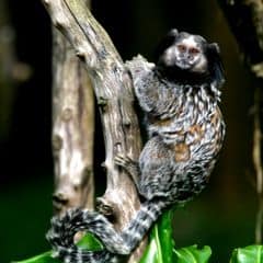 black-pencilled marmoset black-pencilled marmoset