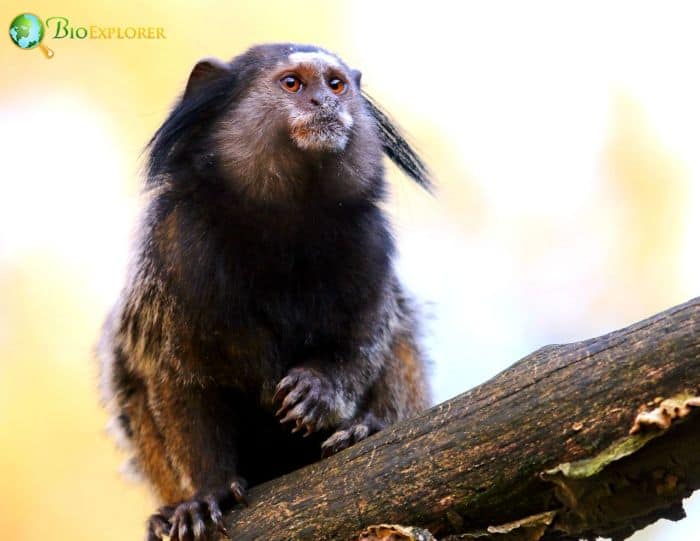 Black Tufted Marmoset Black Tufted Marmoset