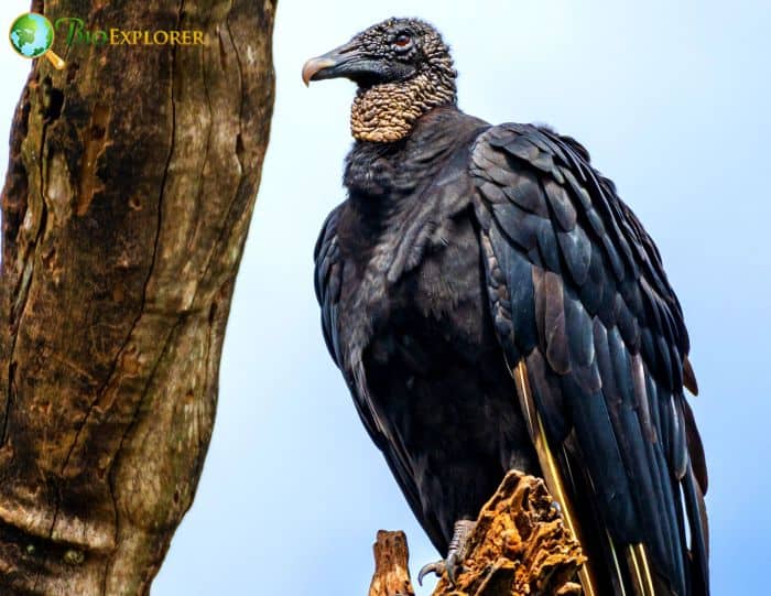 Black Vulture Black Vulture
