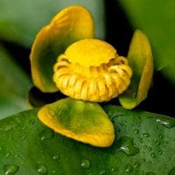 Bladderworts flower (Lentibulariaceae)