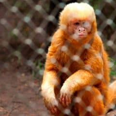Blond Capuchin Blond Capuchin