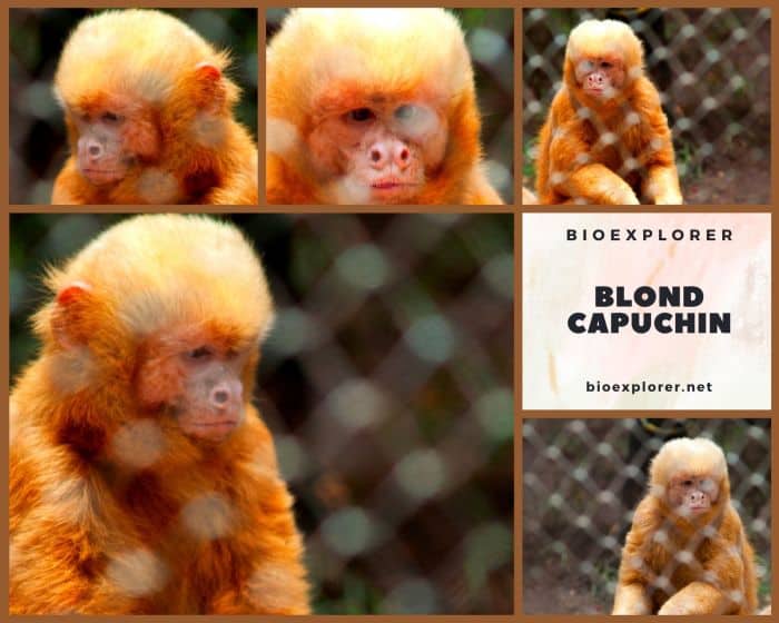 Blond Capuchin