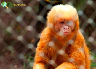 Orange Monkeys, Types of Orange-colored Monkeys