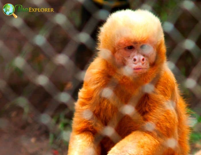 Blond Capuchin Blond Capuchin