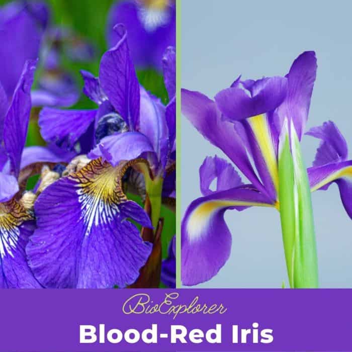 Iris, Description, Species, & Facts