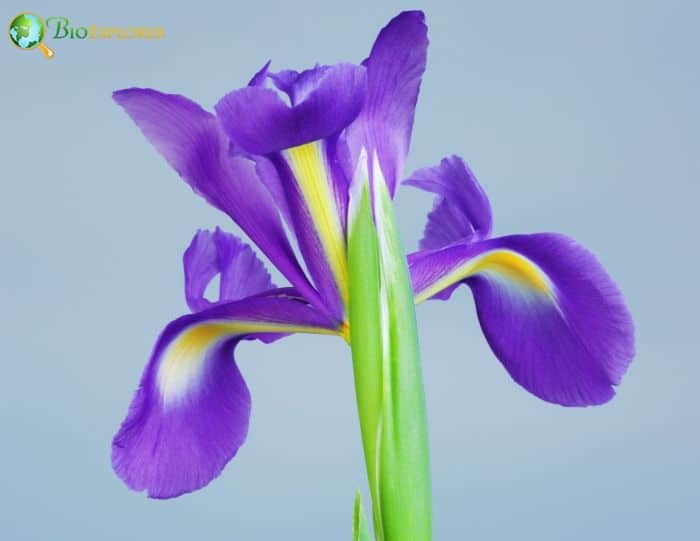 18 Mind-blowing Facts About Siberian Iris 