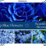 43 Blue Flowers Unveiled: Why These Beauties Have Captured Everyone’s Attention?