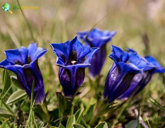 Blue Gentianales Flowers