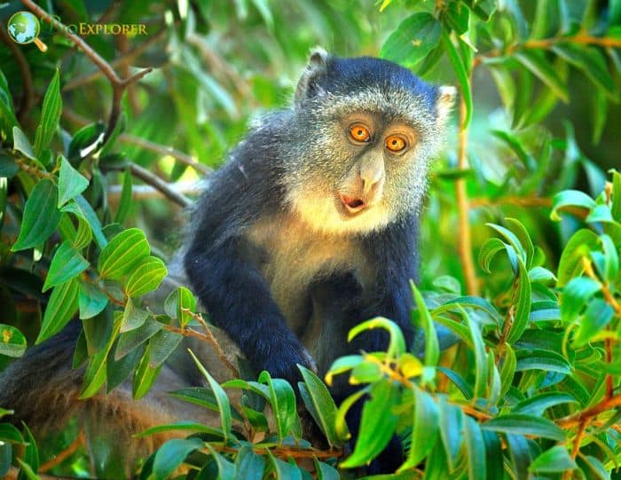 Blue Monkey Blue Monkey