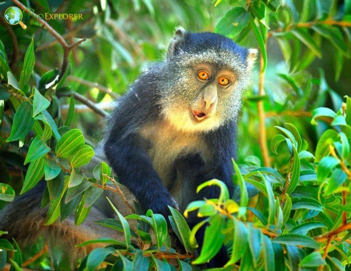 Blue Monkey Characteristics, Samango Monkey