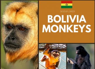 Bolivia Monkeys